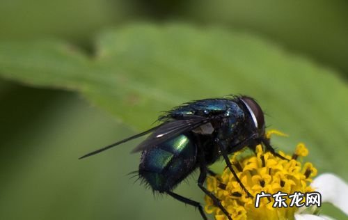 8-35镜头怎么样拍微距,如何拍微距含羞草花