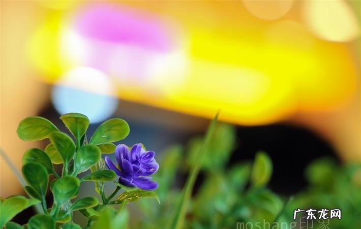 8-35镜头怎么样拍微距,如何拍微距含羞草花