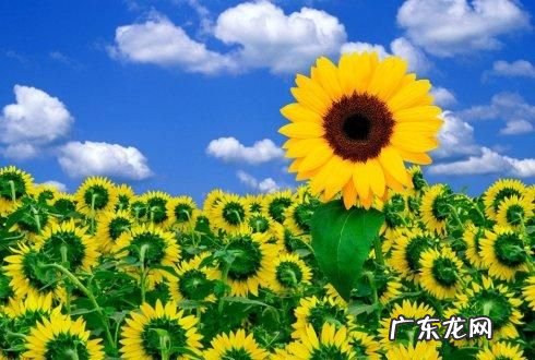 向日葵有关的格言,与向日葵有关的人生格言