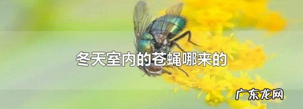 冬天为什么会有苍蝇,为什么冬天看不到苍蝇