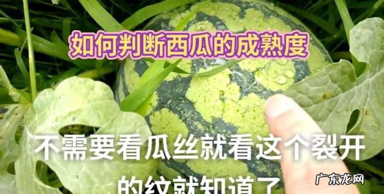 西瓜听声音怎么选熟的,西瓜怎么听声音判断熟不熟