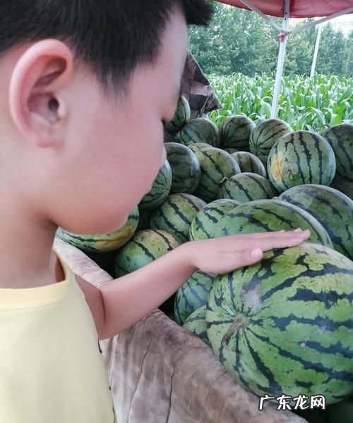 西瓜听声音怎么选熟的,西瓜怎么听声音判断熟不熟