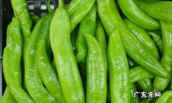 长尖椒怎么保存,尖椒的储存方法