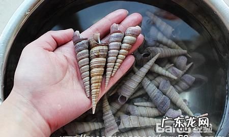 盐煮海锥做法图解,海锥煮多久几分钟能熟