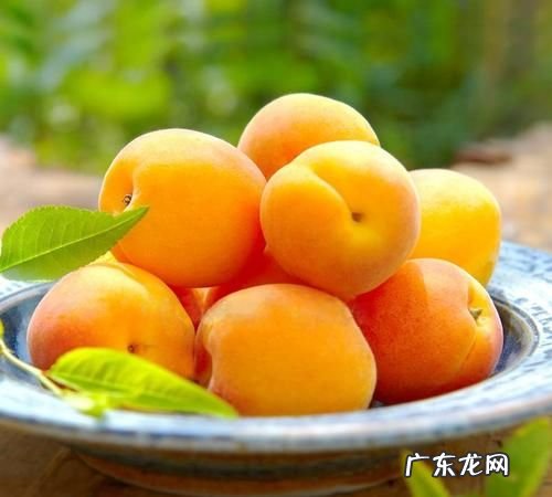 杏会不会长肉,杏吃多了会胖