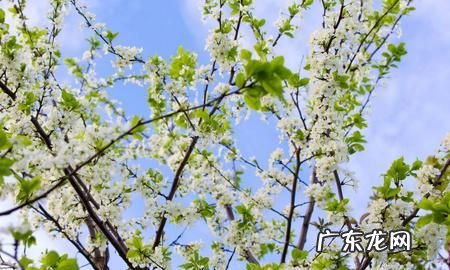 上春和下春是什么意思,上春和下春是什么时候