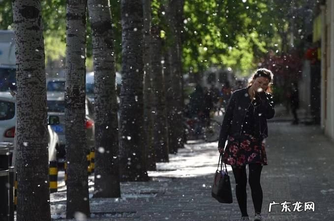 外面飘柳絮能晒衣服,北京的柳絮什么时间开始飘