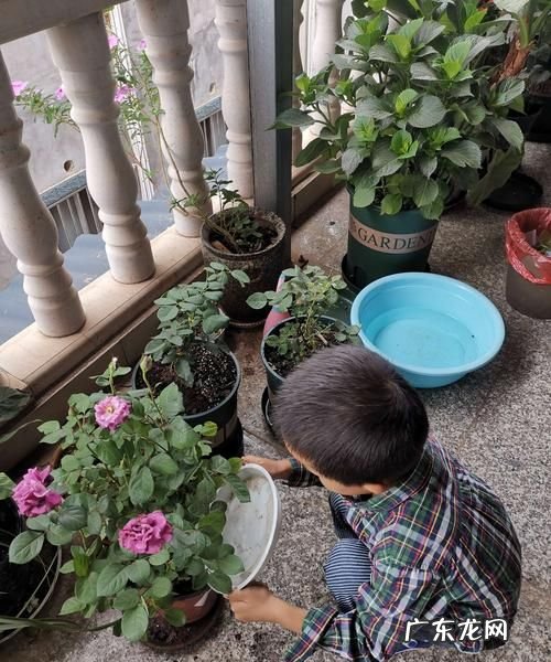 洗菜水可以浇花吗,为什么不能用洗菜水来刷碗和浇花