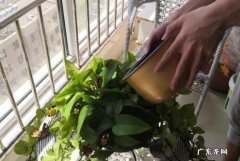 洗菜水可以浇花吗,为什么不能用洗菜水来刷碗和浇花