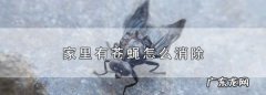 驱蝇小妙招 家用,家里有苍蝇怎么消除回事