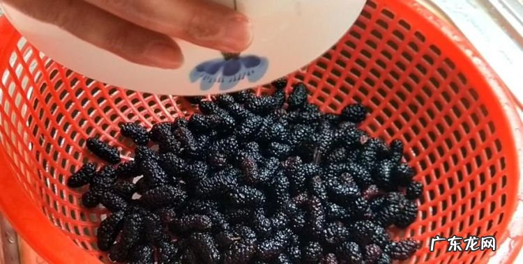 桑葚怎么洗干净泡酒,桑葚怎样泡酒最好