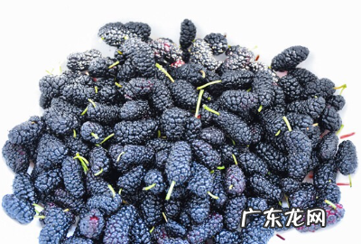 桑葚怎么洗干净泡酒,桑葚怎样泡酒最好