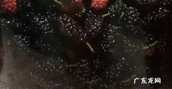 桑葚怎么洗干净泡酒,桑葚怎样泡酒最好