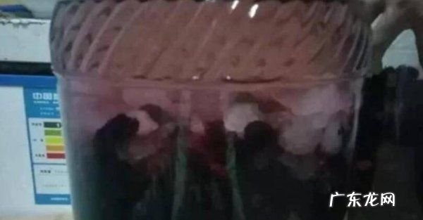 桑葚怎么洗干净泡酒,桑葚怎样泡酒最好
