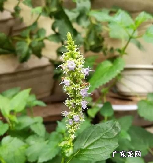 毛香草作用与功效,蒲公英和香茅草可以一起喝