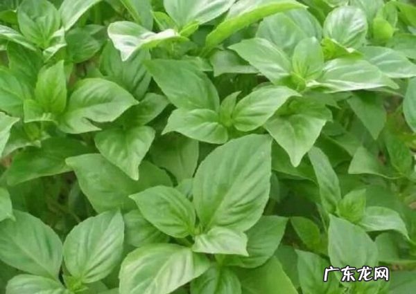 毛香草作用与功效,蒲公英和香茅草可以一起喝