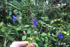毛香草作用与功效,蒲公英和香茅草可以一起喝