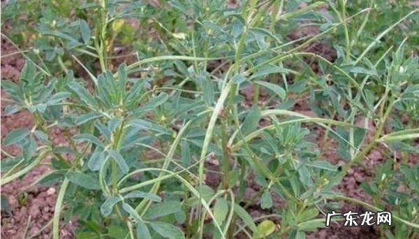 毛香草作用与功效,蒲公英和香茅草可以一起喝