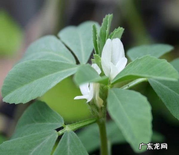 毛香草作用与功效,蒲公英和香茅草可以一起喝