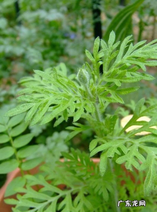 毛香草作用与功效,蒲公英和香茅草可以一起喝