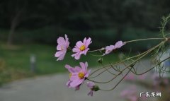 d90怎么样曝光补偿,d90怎么拍背景虚化