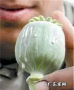 大烟散发出什么味道,火锅放罂粟能吃出来