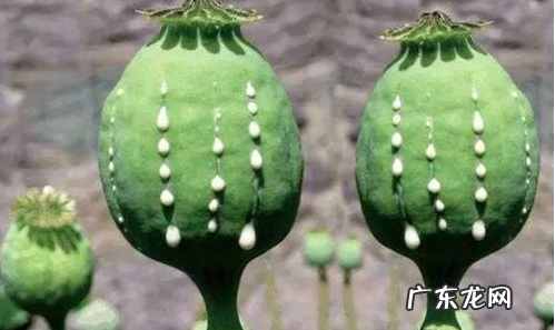 大烟散发出什么味道,火锅放罂粟能吃出来