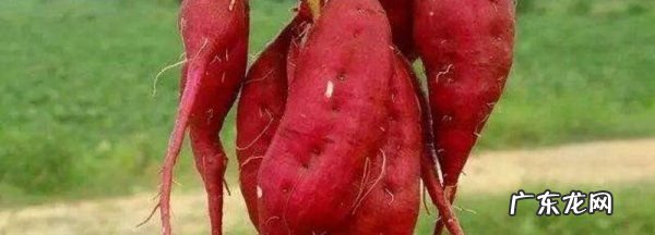地瓜汁液怎么洗掉,红薯汁粘在手上怎么办