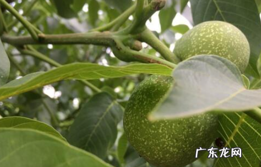核桃去绿皮方法最快的办法是什么,如何去除核桃青皮