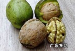 核桃去绿皮方法最快的办法是什么,如何去除核桃青皮
