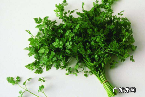 芫荽是香菜,芫荽是香菜的学名