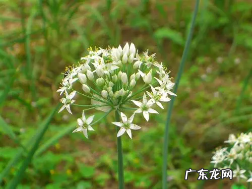 韭菜花的花苞可以吃,韭菜花上面那个花苞能吃