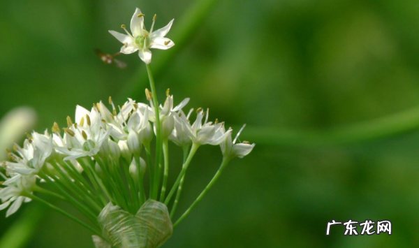韭菜花的花苞可以吃,韭菜花上面那个花苞能吃