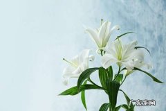 百合花花蕊染色洗得掉,衣服被百合花花蕊染色怎么去除