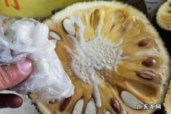 菠萝蜜的汁液怎么洗掉,菠萝蜜的胶用什么洗才能洗掉