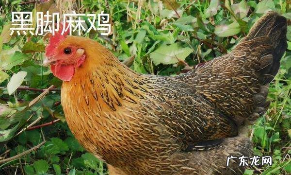 黑爪鸡属于什么鸡,黑爪鸡是什么品种大全大图高清