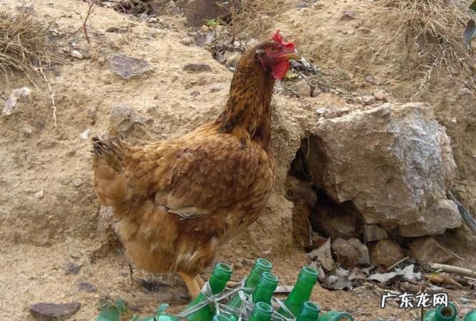 黑爪鸡属于什么鸡,黑爪鸡是什么品种大全大图高清