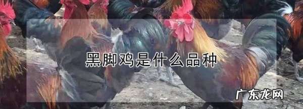 黑爪鸡属于什么鸡,黑爪鸡是什么品种大全大图高清
