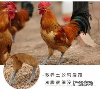 黑爪鸡属于什么鸡,黑爪鸡是什么品种大全大图高清