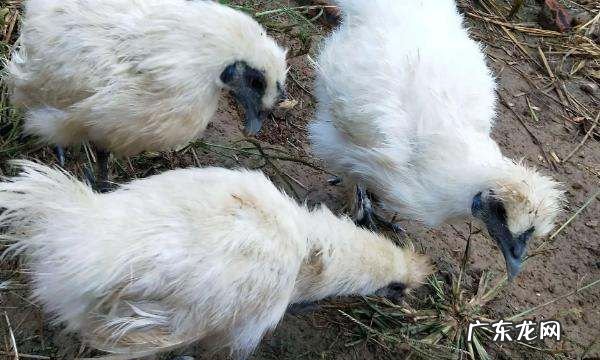 黑爪鸡属于什么鸡,黑爪鸡是什么品种大全大图高清