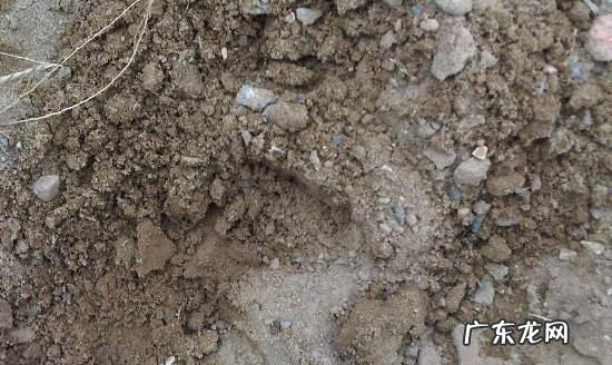 土壤分类有哪几类,土壤有哪些分类