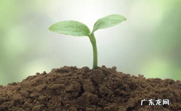 土壤分类有哪几类,土壤有哪些分类