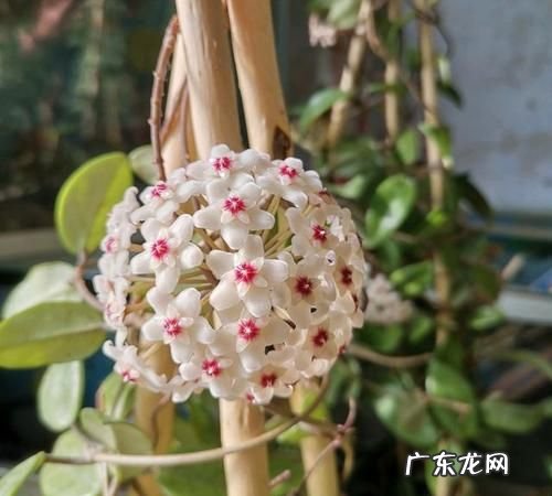 球兰一定要换盆,球兰什么时候换盆最适合