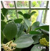 球兰一定要换盆,球兰什么时候换盆最适合