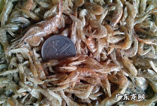 小虾的特点是什么,小虾一课描写了小虾的什么特点