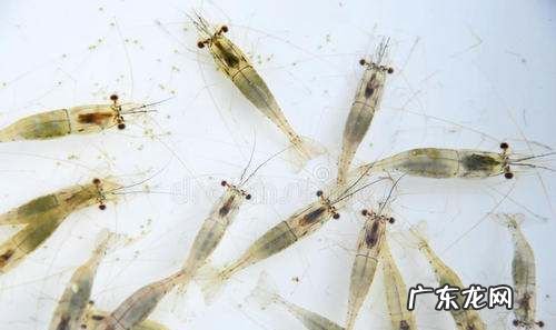 小虾的特点是什么,小虾一课描写了小虾的什么特点