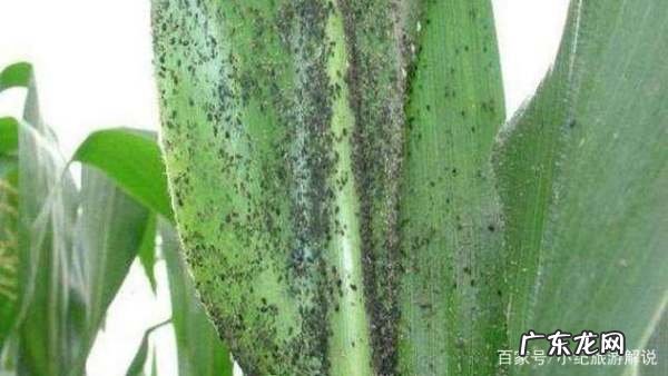 玉米起腻虫是什么原因,玉米起密虫是怎么回事