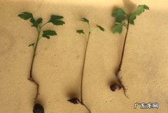 银杏种子的种植方法,如何种植银杏树