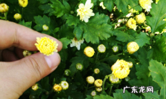 黄菊花茶的功效与作用,黄菊花有什么功效与作用