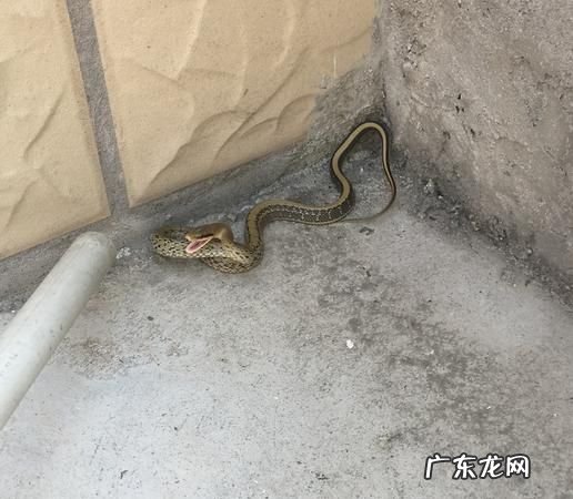 在家里看到蛇怎么办,在家里看到蛇怎么办